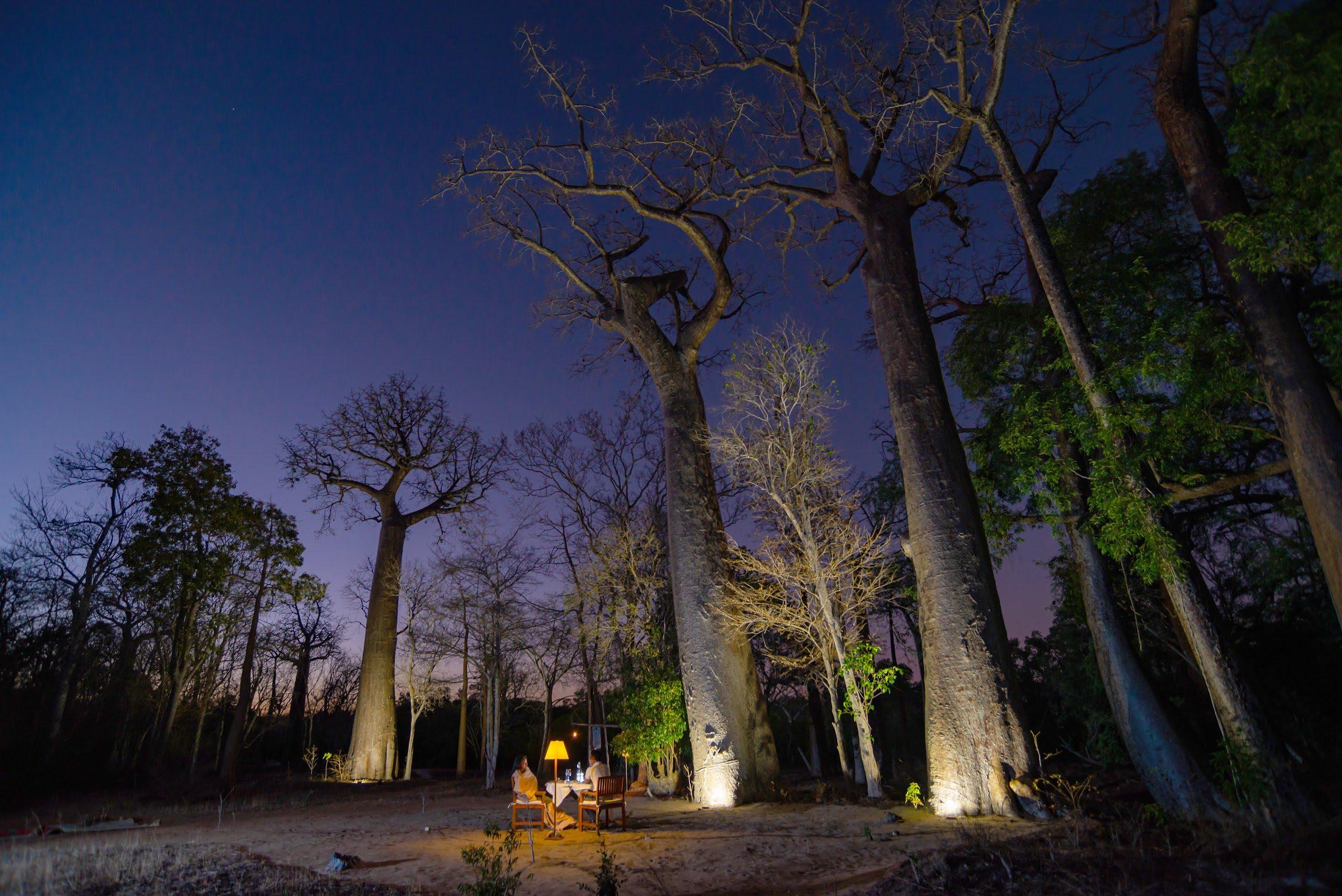 Des baobabs éclairés la nuit