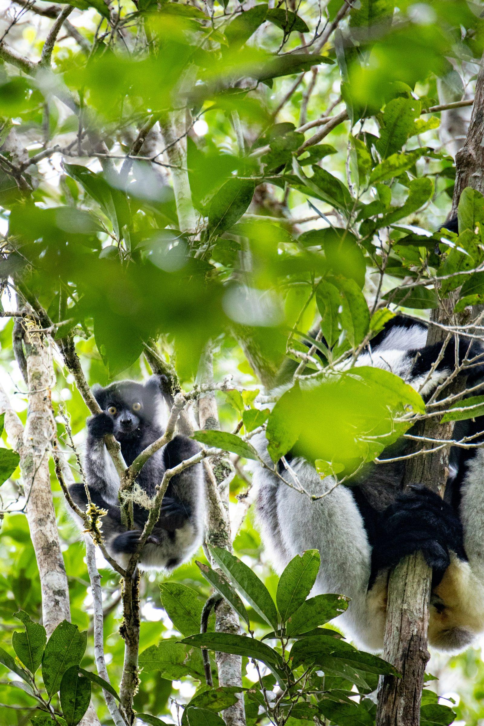Lemurs in a tree