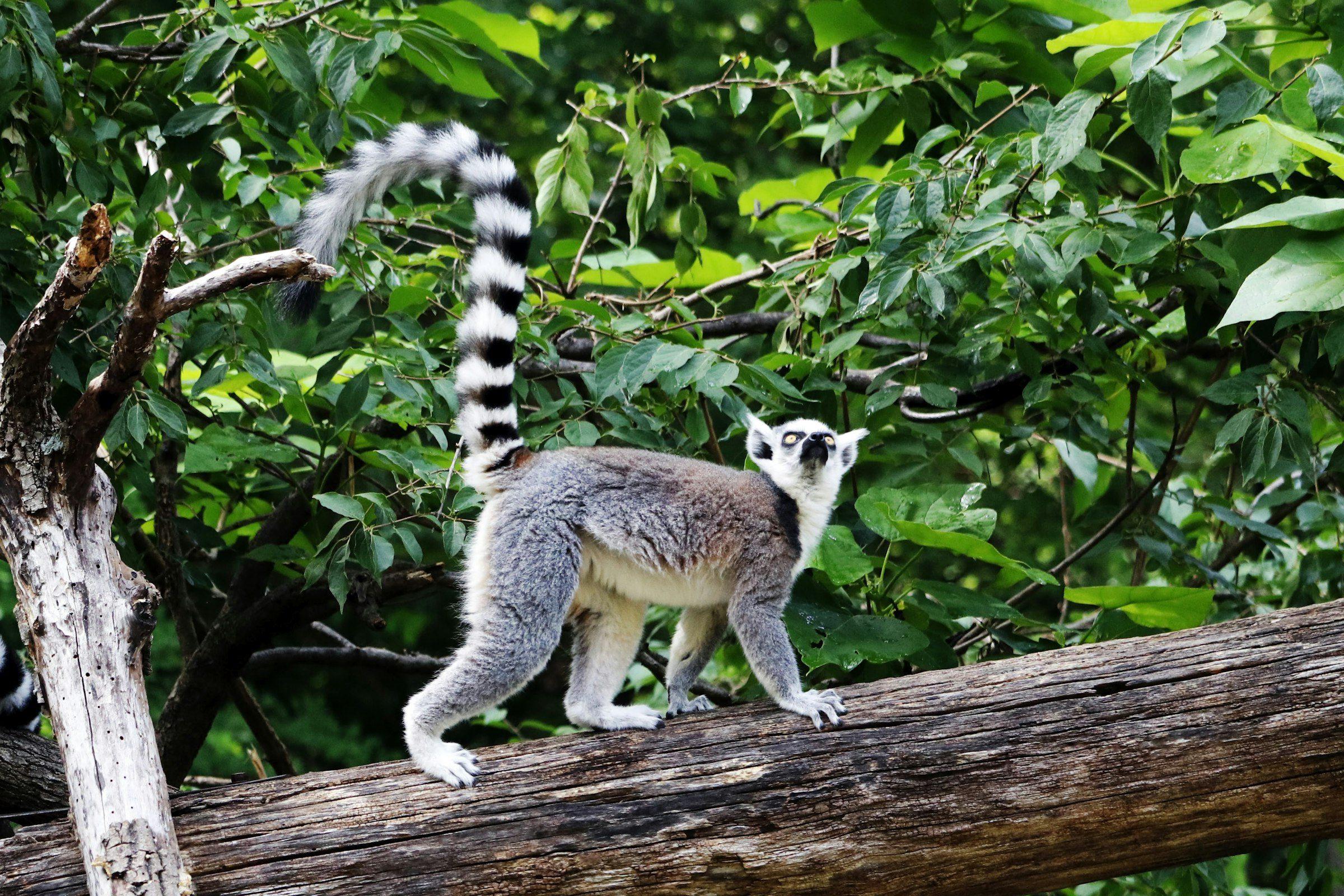 Ring-tailed lemurs