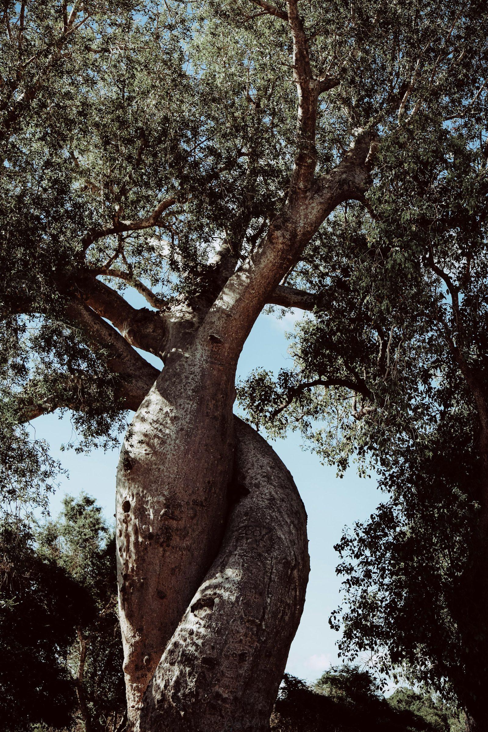 Baobab trunks