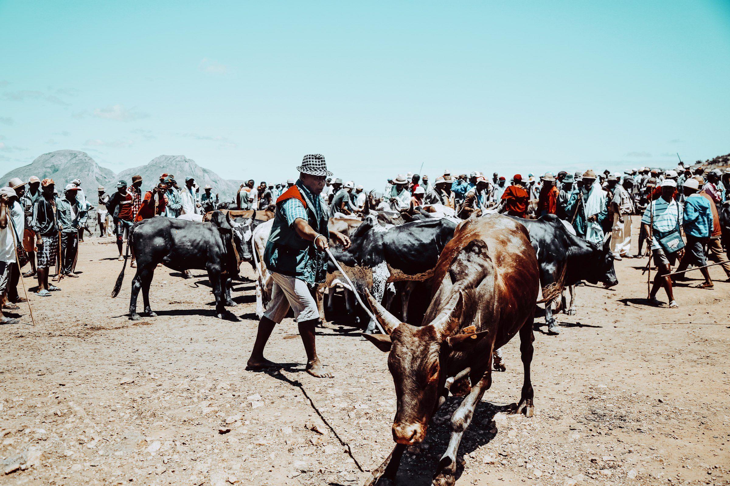 Zebu market